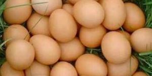 Pure Indian Country Chickens Hatching Eggs(Al-Noor 100)
