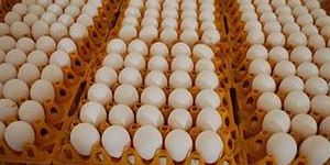 Table Eggs