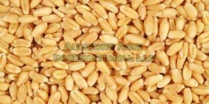 Wheat Seeds