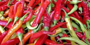 Fresh Chilli