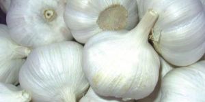 Fresh Garlic