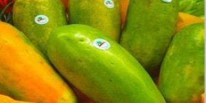 Fresh Papaya
