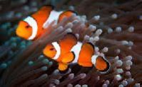Clown Fish