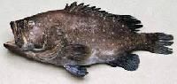 Sea Bass