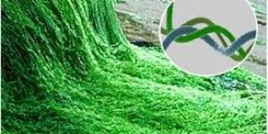 Spirulina