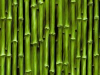 Bamboo