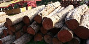 Teak Wood Log