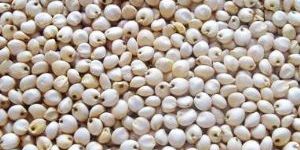 White Sorghum
