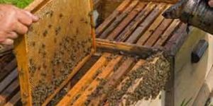 Bee Hives