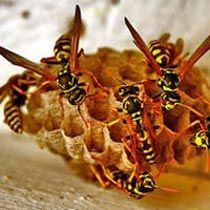 Bee Medicines