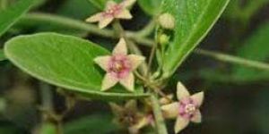 Tylophora Asthmatica