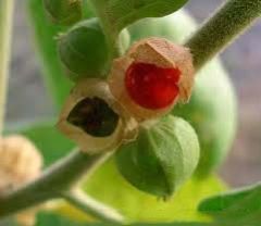 Withania Somnifera (Ashwagandha)