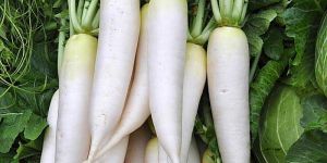 Fresh White Radish