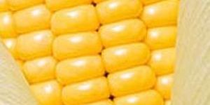 Yellow Maize