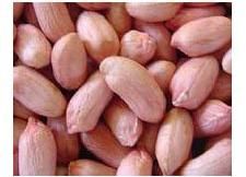 Peanut Kernel