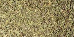 Thyme