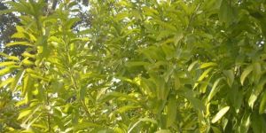 Annona Reticulata