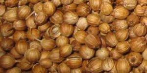 Coriander Seeds