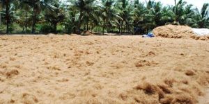 Coir Fiber