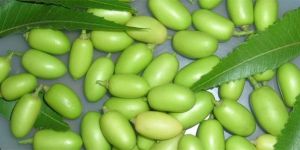 Neem Seeds