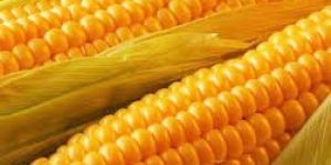 Yellow Maize