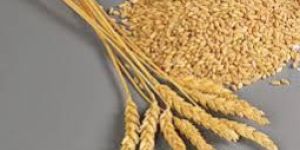 Wheat Seeds