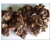 Tamarind