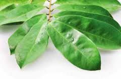 GRAVIOLA DRY LEAVES