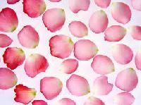 Rose Petal