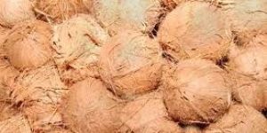 Semi Husk Coconut