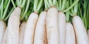 Radish