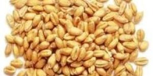 Wheat Seeds