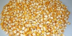 Yellow Corn Seeds