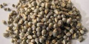 Green Millet