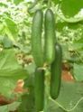 Cucumber