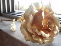 Presentation Articles