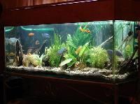Hobby Fish Tank