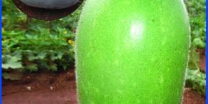 Ash Gourd