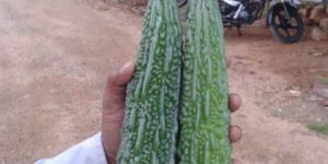 Bitter Gourd Seed
