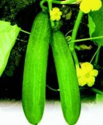 Cucumber