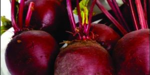 Hybrid Beet Root