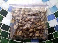 Hybrid Marigold Flower Seeds