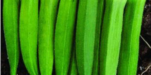 Okra (Bhendi)