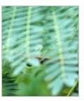 Moringa Leaves
