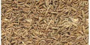 Cumin Seeds