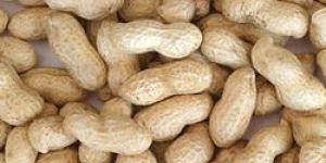 Groundnut