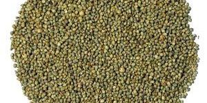 Millet Seeds
