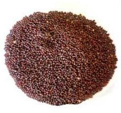 Mustard Seeds