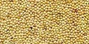 Sorghum Seeds