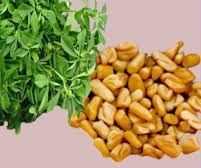 Fenugreek Seed